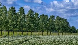 Cursus-Compost-organische-stof-en-bodemvruchtbaaheid