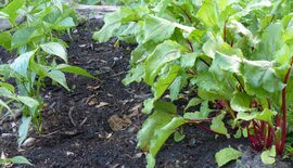 verbeterde groei door VGR compost