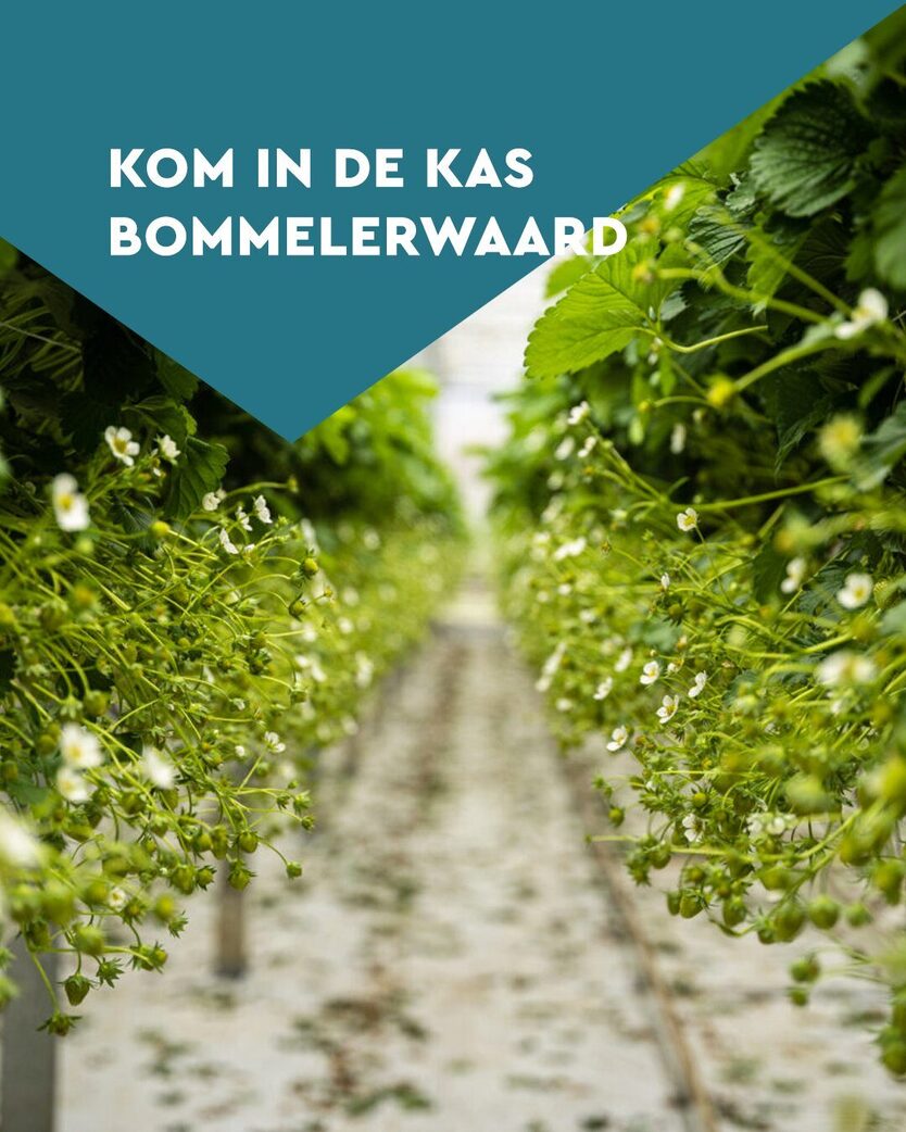 kom in de kas